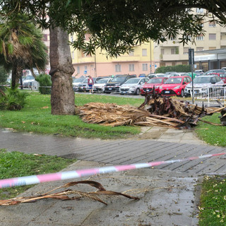 Palma pericolante a Savona: intervento dei Vigili del Fuoco in corso V. Veneto