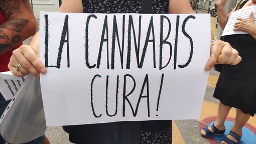 Cannabis medica, in Consiglio regionale Arboscello (Pd) chiede chiarezza. L'assessorato: &quot;Servizio mai sospeso, non risultano problematiche&quot;