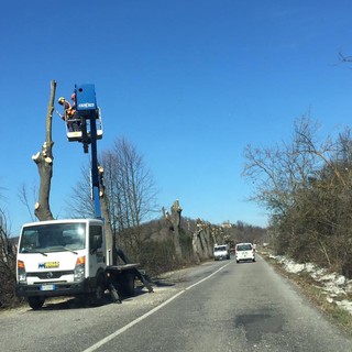 Cairo Montenotte, potatura piante in via XXV Aprile