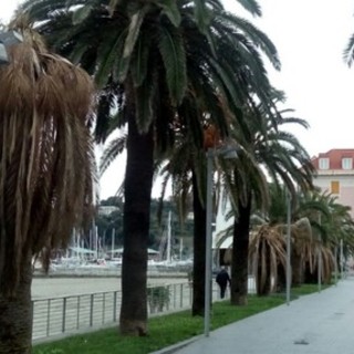 Varazze, approvato il progetto per la riqualificazione &quot;vegetazionale&quot; della passeggiata a mare