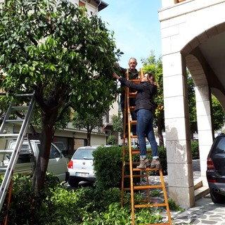 Alassio: nuova vita per gli &quot;ex alberi di Natale&quot;