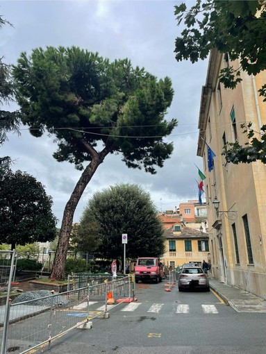 Albisola, pino rischia di abbattersi su Piazza della Libertà: disposta la rimozione