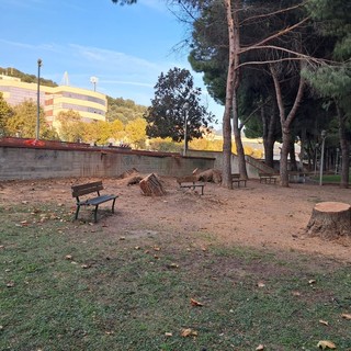 Savona, rimossi i pini marittimi caduti ai giardini delle Trincee nell'ultima ondata di maltempo