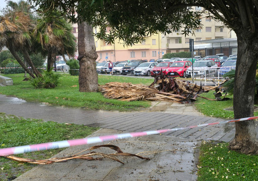 Palma pericolante a Savona: intervento dei Vigili del Fuoco in corso V. Veneto