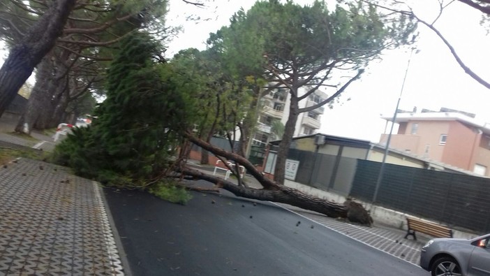 Albenga, pini caduti in via Einaudi. La minoranza attacca: &quot;Penosa la risposta del vice sindaco Tomatis alla nostra mozione&quot;