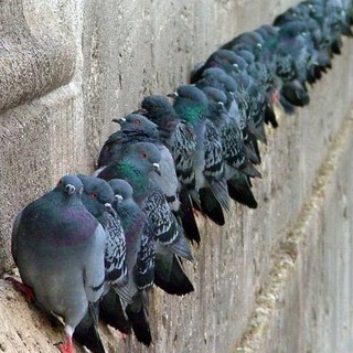 Ordinanza anti piccioni a Borghetto S. Spirito, OSA: &quot;Proibire di porgere cibo non risolve ma espande il problema&quot;