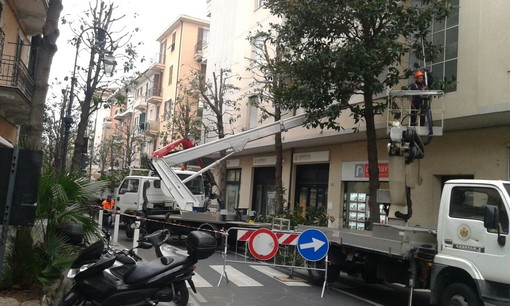 Albenga: potatura conclusa in via dei mille ora tocca ad altre vie