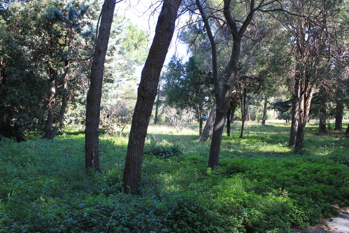 Lettera aperta di Roberto Nicolick: &quot;Il parco Astengo del San Paolo di Savona, una opportunità&quot;