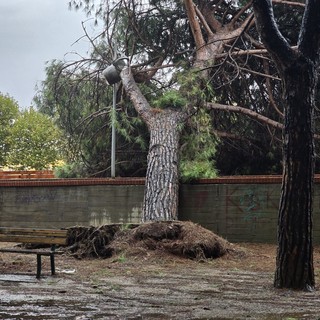 Uno dei pini caduti ai giardini delle Trincee