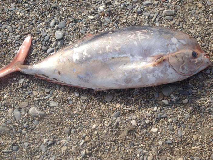 Lungo un metro e mezzo, ritrovato sulla spiaggia ad Albenga un raro esemplare di pesce imperatore