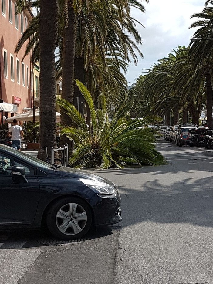 Palma &quot;decapitata&quot; piomba sul lungomare di Pietra Ligure