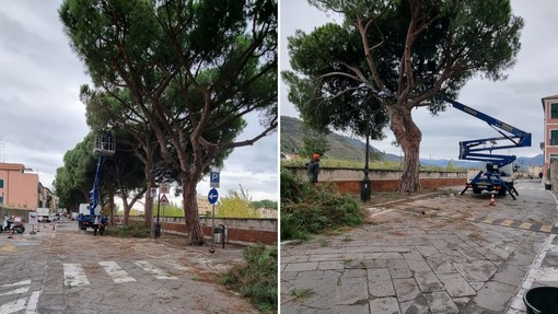 Albenga, al via le potature su Lungocenta Trento, altri interventi già in programma