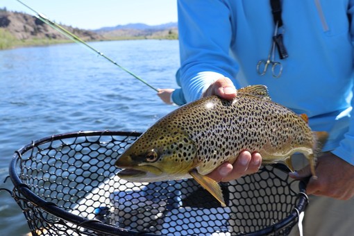 A Calice Ligure rinasce la pesca alla trota