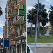 Verde pubblico a Borghetto S. Spirito: potatura per circa 90 esemplari di palma 'Washingtonia'