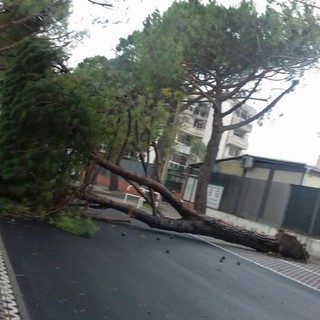 Albenga, pini caduti in via Einaudi. La minoranza attacca: &quot;Penosa la risposta del vice sindaco Tomatis alla nostra mozione&quot;