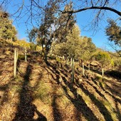 Una porzione di bosco coinvolta nel progetto pilota di Comune e Fondazione Cima