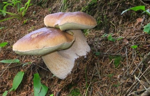 A Sassello ricerca di funghi nella Deiva e giornata delle bandiere arancioni