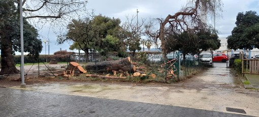 Abbattuto un pino marittimo al Prolungamento di Savona, Parodi: &quot;Valutato dall'agronomo era pericolante&quot;