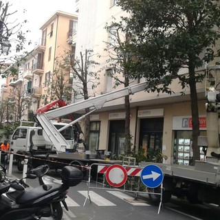 Albenga: potatura conclusa in via dei mille ora tocca ad altre vie