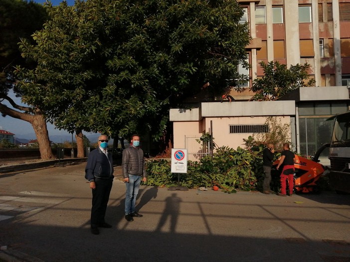 Albenga, avviata la potatura della magnolia utilizzata per accedere nell'ex ospedale (FOTO)
