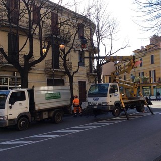 Proseguono le potature del verde pubblico in Viale Pontelungo ad Albenga