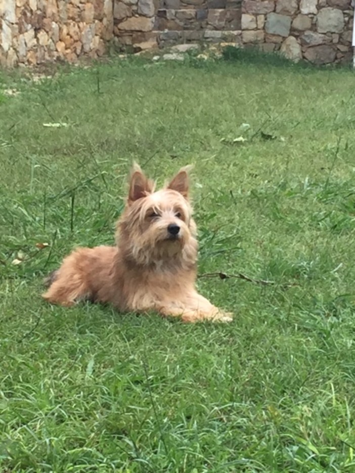 Cane avvelenato da topicida a Pietra Ligure: l'allarme lanciato da Enpa