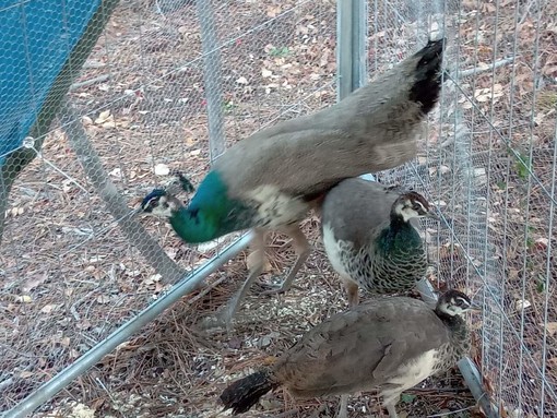 Albisola, al Parco Zambellini sbarcano i pavoni: sono stati presi nel parco di Arenzano