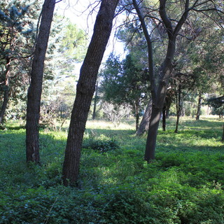 Lettera aperta di Roberto Nicolick: &quot;Il parco Astengo del San Paolo di Savona, una opportunità&quot;