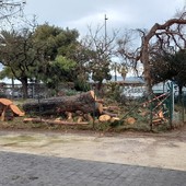 Abbattuto un pino marittimo al Prolungamento di Savona, Parodi: &quot;Valutato dall'agronomo era pericolante&quot;