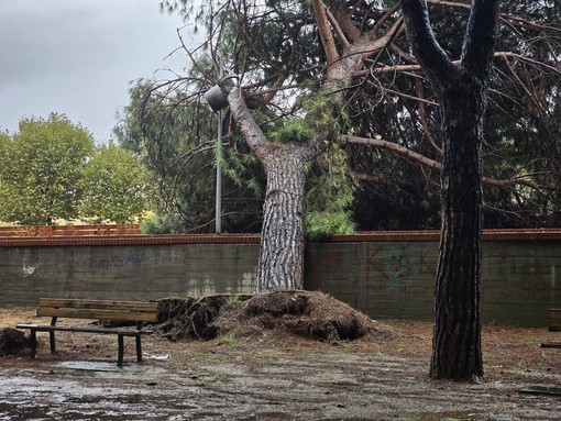 Uno dei pini caduti ai giardini delle Trincee