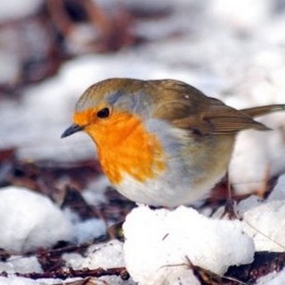 Enpa: il freddo di questi giorni mette a dura prova la fauna selvatica