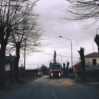 Cairo Montenotte, potatura piante nella frazione di Rocchetta