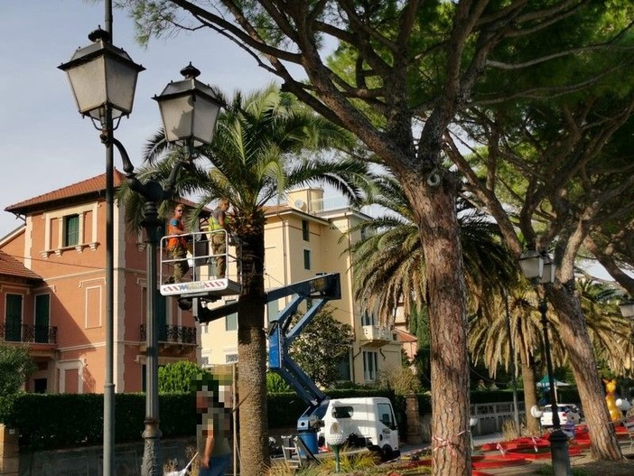 Alassio, potate le palme lungo la passeggiata &quot;Ciccione&quot; (FOTO)