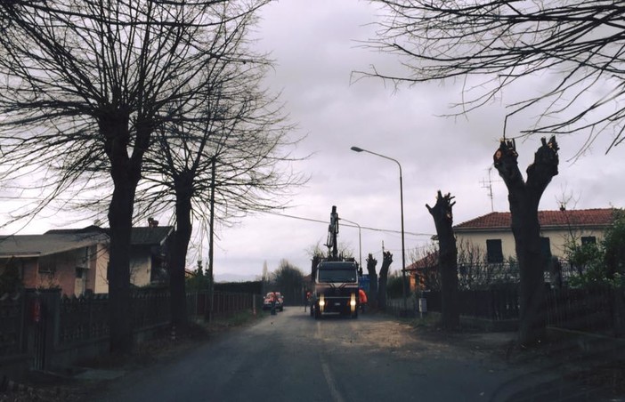 Cairo Montenotte, potatura piante nella frazione di Rocchetta