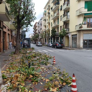 Albenga, potature delle magnolie in via Patrioti