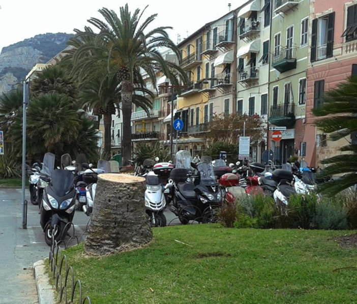 Finale Ligure: la lotta al punteruolo rosso ancora al centro di molti dibattiti