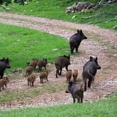 Si allarga nel savonese la peste suina: dopo Sassello riscontrato un caso a Mioglia