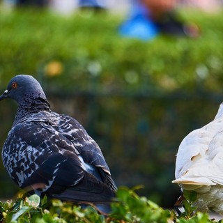 Troppi piccioni sul territorio comunale, a Borghetto S. Spirito un'ordinanza per controllarne la diffusione