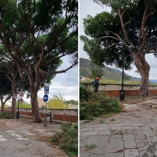 Albenga, al via le potature su Lungocenta Trento, altri interventi già in programma