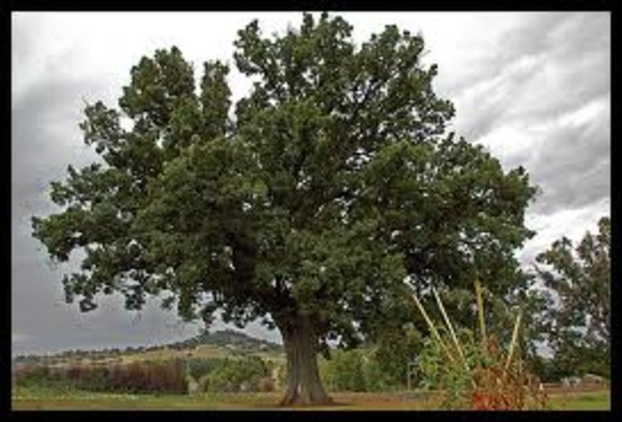 Censiti nel savonese 42 alberi monumentali