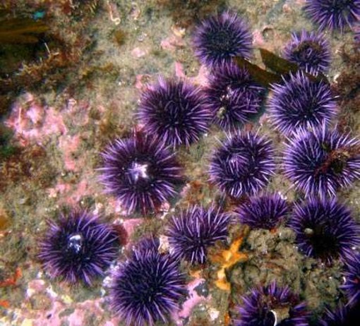 Appello dell'Enpa in difesa della fauna marina