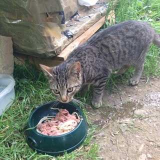 Savona una raccolta cibo per aiutare i cani e le colonie feline