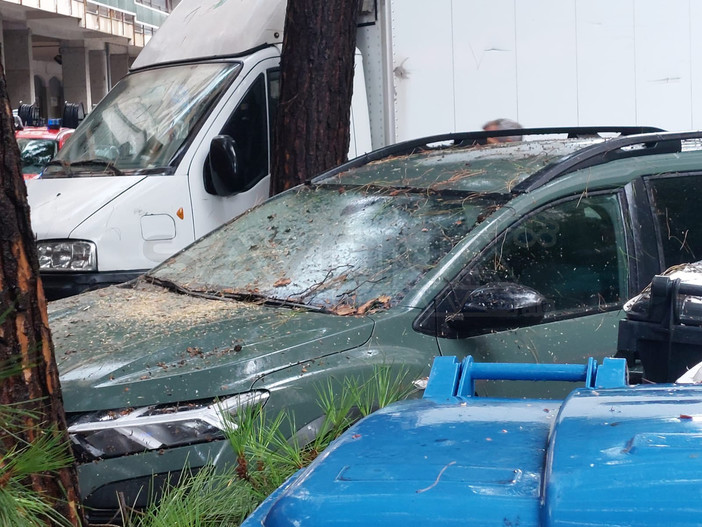 Savona, rami si abbattono in Corso Tardy&amp;Benech: colpita un'auto (FOTO)