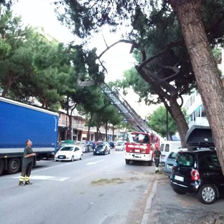 Savona, crolla un grosso ramo di pino in corso Tardy &amp; Benech