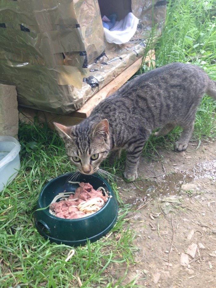 Savona una raccolta cibo per aiutare i cani e le colonie feline