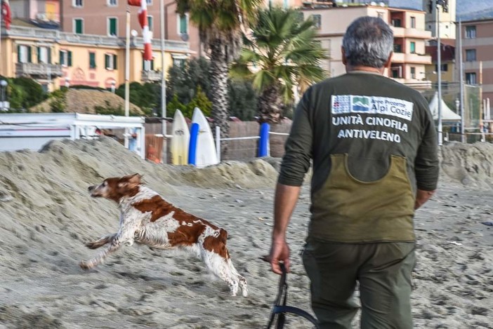 Raduno dei cani antiveleno, l'esercitazione nella spiaggia di Albissola (FOTO)