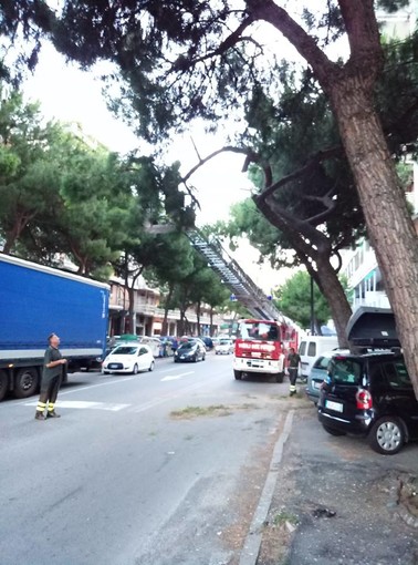 Savona, crolla un grosso ramo di pino in corso Tardy &amp; Benech