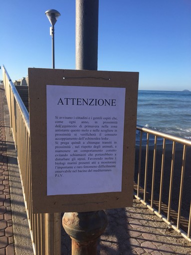 Pietra Ligure, un cartello avvisa: attenzione all'accoppiamento dei ricci di mare...