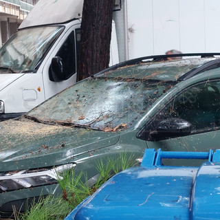 Savona, rami si abbattono in Corso Tardy&amp;Benech: colpita un'auto (FOTO)