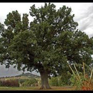 Censiti nel savonese 42 alberi monumentali